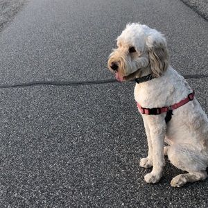 Meet your Posher, Cameron